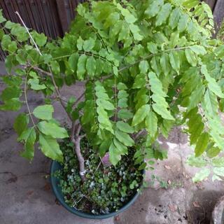 （値下げ中!!）花ふじ　植木　苗木