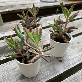 【お譲り先決定しました】★期間限定SALE★ 多肉植物❤️ 不死...