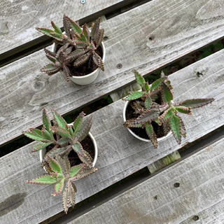 【お譲り先決定しました】★期間限定SALE★ 多肉植物❤️ 不死鳥 カランコエ 根付き抜き苗の画像
