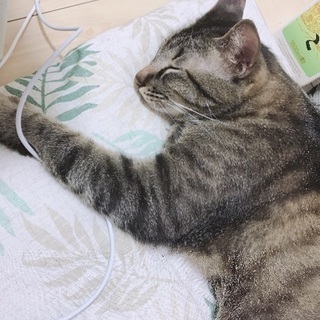甘えん坊の7キロ僕ちゃん