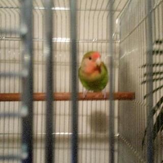 小桜インコ差し上げます。