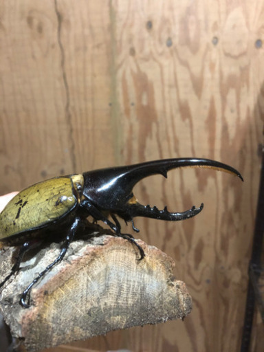 値下げ　美形完品ヘラクレスオオカブトムシ　ペア　その6