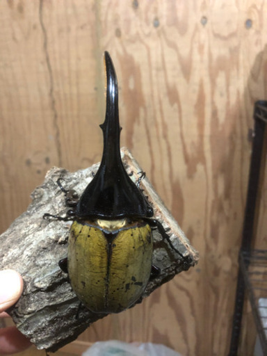 値下げ　美形完品ヘラクレスオオカブトムシ　ペア　その6