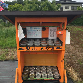 里山めだか メダカ無人販売所 青みゆきフルボディ 白斑ミックス ...
