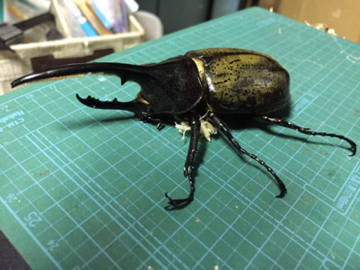 ヘラクレスオオカブト ペア