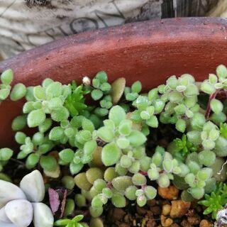 ☆多肉植物　ブロウメアナ　カット苗