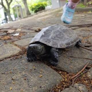 クサガメ？と思います
