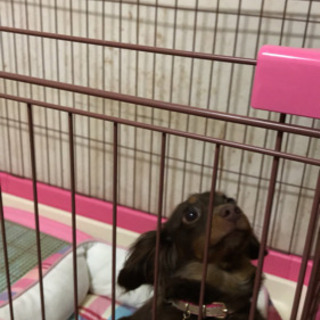 犬友になってくれる方募集してます🐶