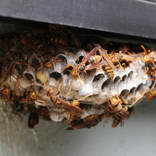 【総額8,800円】蜂🐝駆除します❗️さいたま市/蕨市/川口市/和光市/朝霞市/新座市/ふじみ野市 - その他