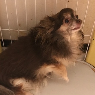 チワワ（♀）の里親募集