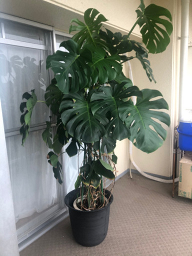 観葉植物（モンステラ）特大