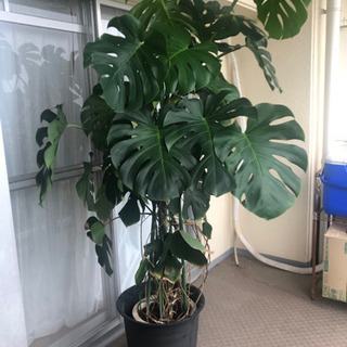 モンステラ　特大　巨大　2m 希少　観葉植物 モンステラ 特大 巨大 2m 希少 観葉植物 - メルカリ