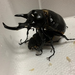 アクティオンゾウカブト　幼虫　No.1の画像