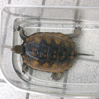 ウンキュウ