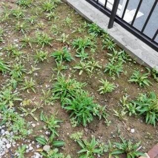 庭の土差し上げます(^.^)の画像