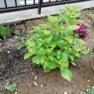 庭の土差し上げます(^.^)の画像