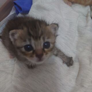 とてもキレイで可愛い子猫です。