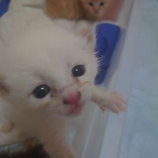 シャム猫のような毛並みの子猫です。保健所届け済み。
