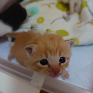 可愛い子猫です。保健所届け済みです。