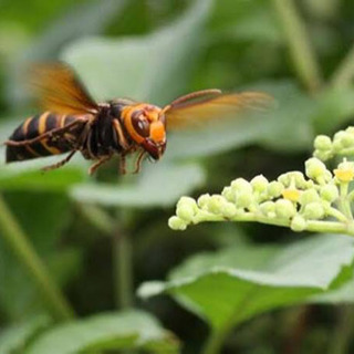 【安❗️】駆除5,000円〜　蜂🐝駆除隊　千葉県 松戸市/柏市/...