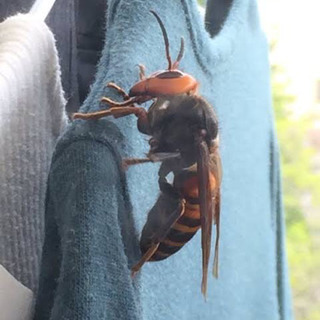 【安❗️】駆除5,000円〜　蜂🐝駆除隊　千葉県 松戸市/柏市/流山市/我孫子市/龍ヶ崎市 - 松戸市