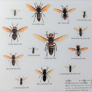 【安❗️】駆除5,000円〜　蜂🐝駆除隊　千葉県 松戸市/柏市/流山市/我孫子市/龍ヶ崎市 - 害虫/害獣駆除