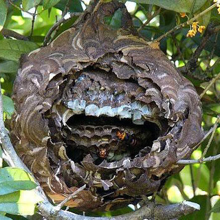 【総額8800円から】🐝ハチ蜂駆除します！茨城県:守谷市、取手市、坂東市、常総市、つくばみらい市、つくば市、古河市、牛久市、土浦市、稲敷市、龍ヶ崎市 - 害虫/害獣駆除