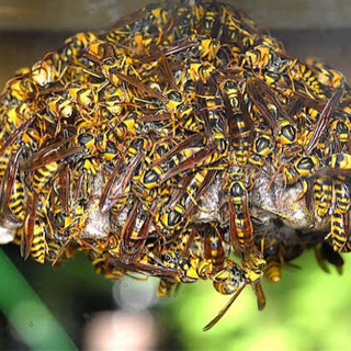 【総額8800円から】🐝ハチ蜂駆除します！茨城県:守谷市、取手市、坂東市、常総市、つくばみらい市、つくば市、古河市、牛久市、土浦市、稲敷市、龍ヶ崎市 - 地元のお店