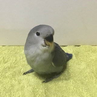 【けんぼの森】良く慣れたコザクラインコ　コバルトバイオレット ホ...