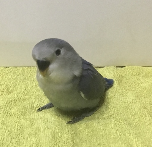 コザクラインコホワイトフェイスさんのがま口&マスコット