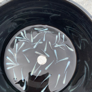 ◎幹之　鉄仮面　1ペア◎の画像