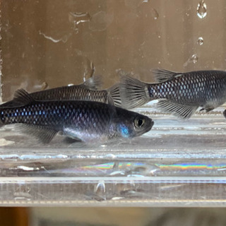 ◎ブラックダイヤ　1ペア◎ の画像