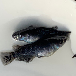 ◎ブラックダイヤ　1ペア◎ の画像