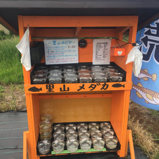 里山めだか メダカ・エビ・ミジンコ販売所 緑光 白天晴体内光 白...