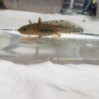 ✨マーブル✨ウーパールーパーの赤ちゃん差し上げます♡手足欠損有の画像
