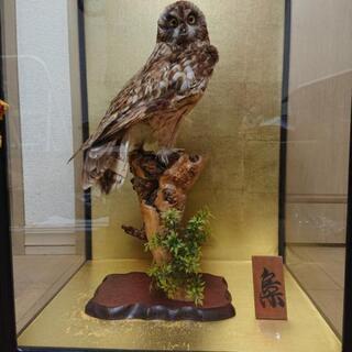 【最終値下げ】フクロウの剥製 剥製 梟