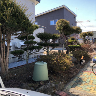 ツツジ意外差し上げます庭石もあります