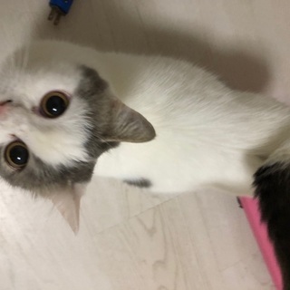 ミヌエット短足ちゃん