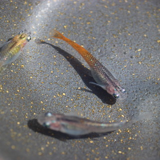 煌きメダカの卵　20個＋αの画像