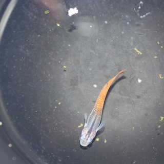 煌きメダカの卵　20個＋αの画像