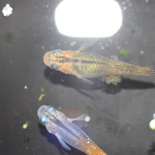 煌きメダカの卵　20個＋αの画像