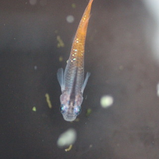 煌きメダカの卵　20個＋αの画像