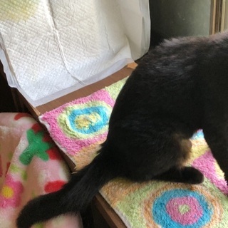 緊急！！成猫里親募集