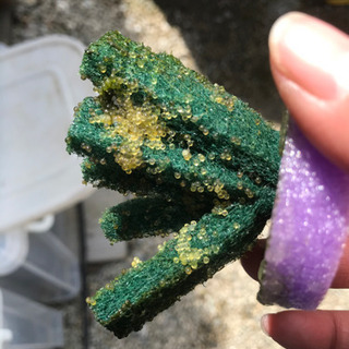 メダカ　タマゴトリーナϵ( 'Θ' )϶ ハンドメイド