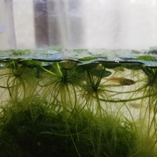 メダカ用水草  アマゾンフラッグピット（在庫あり）