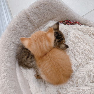 【里親募集】子猫 兄弟 トイレ◎