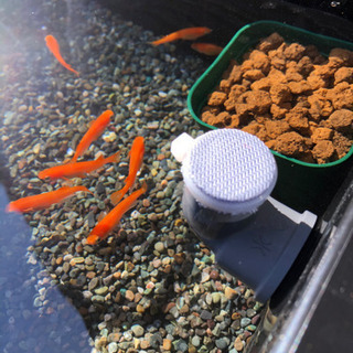 メダカ飼育セット【大磯石と赤玉土セット】の画像
