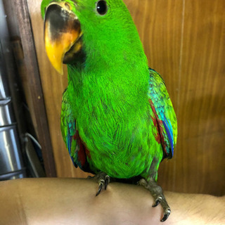  オオハナインコ、オス入荷しました。
