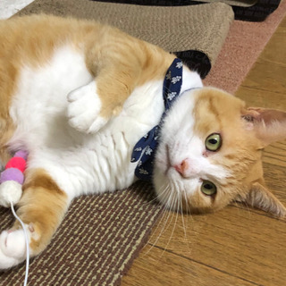 【里親様決まりました！】もふもふ茶トラくん♡ 