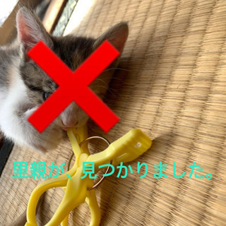 【一時、募集停止します。】子猫の、里親探しています。4匹　※編集あり